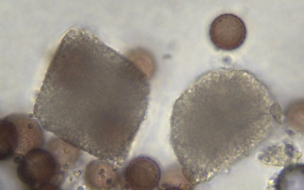 Physarum hongkongense